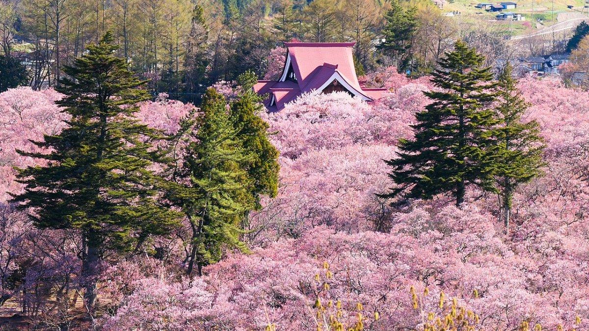 Taman Takato Joshi, satu tempat menyaksikan bunga sakura malam hari terbaik di Jepang.