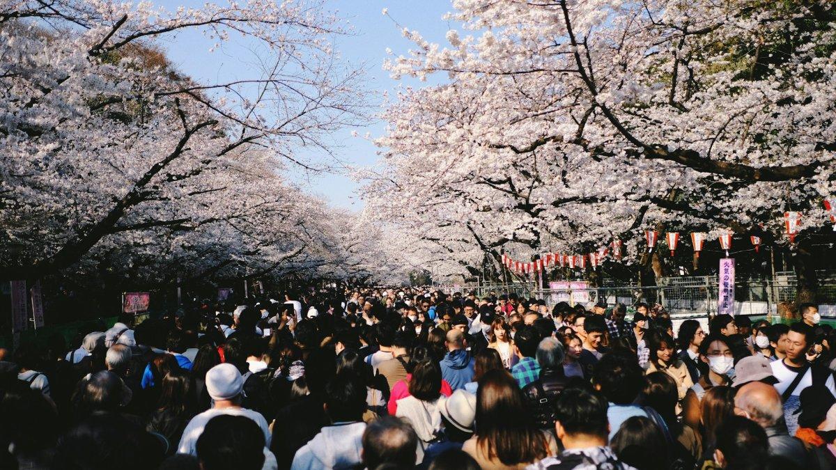 Taman Ueno, satu tempat wisata di Tokyo Jepang buat menyaksikan bunga sakura.
