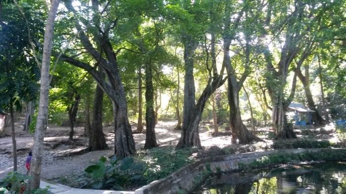 Taman Wisata Alam Camplong, satu tempat wisata terbaik di Kupang yang wajib kamu kunjungi.