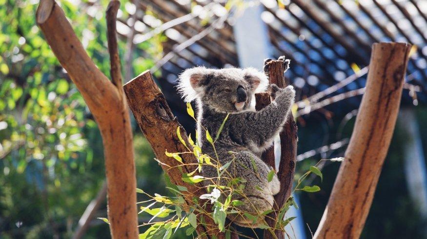 Taronga Zoo.