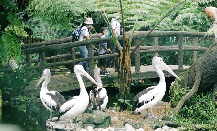 Pengunjung Tasta Zoo di Banjar Tegeh, Angseri, Kecamatan Baturiti, Kabupaten Tabanan, Bali.