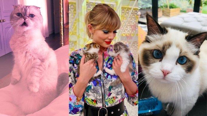 Taylor Swift dan kucing peliharaannya. Heboh kucing Taylor Swift, Olivia Benson memiliki aset kekayaan bersih lebih banyak dibanding pacarnya, Travis Kelce.