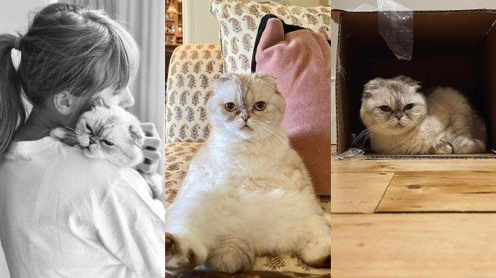 Taylor Swift dan kucing peliharaannya. Heboh kucing Taylor Swift, Olivia Benson memiliki aset kekayaan bersih lebih banyak dibanding pacarnya, Travis Kelce.