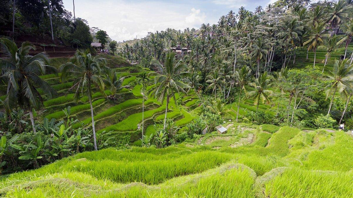 Tegallalang Rice Terrace, satu tempat wisata hits di Ubud, Bali