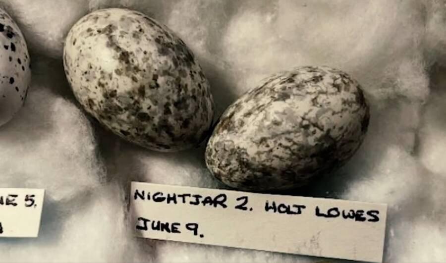 Telur nightjar dicuri oleh Daniel Lingham pada musim panas 2023.