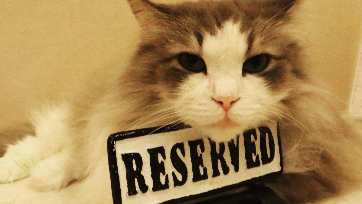 Temari no Oshiro Cat Café, satu kafe hewan terbaik di Tokyo Jepang.