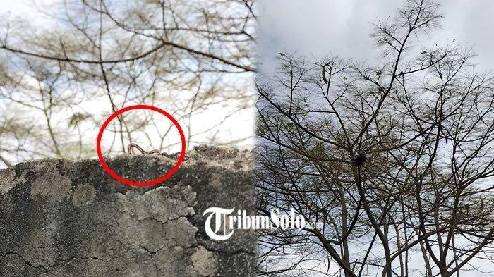 Ulat kilan (kiri) dan Pohon flamboyan (kanan) di area Jalan Tol Solo-Ngawi, di Desa Krikilan, Kecamatan Masaran, Kabupaten Sragen, Rabu (13/3/2024).