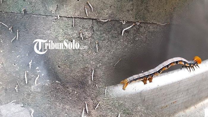 Teror ulat kilan di rumah warga Desa Krikilan, Kecamatan Masaran, Kabupaten Sragen, Rabu (13/3/2024).