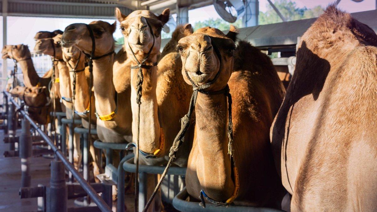 The Camel Farm di mana pengunjung bisa berinteraksi langsung dengan unta di Dubai