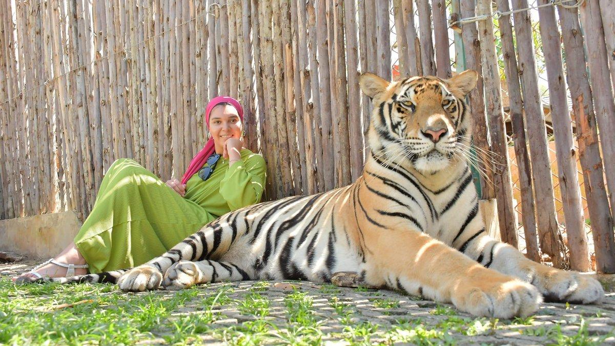 Tiger Kingdom, satu tempat wisata di Phuket Thailand.