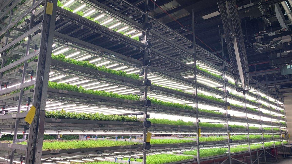UNS Farms (Al Quoz): Menawarkan pengalaman berkebun langsung di Dubai