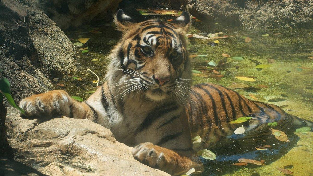 Ueno Zoo, satu tempat wisata terbaik di Jepang yang bisa kamu kunjungi bareng anak.