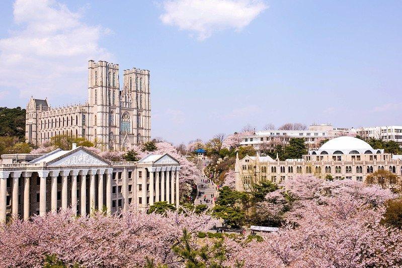 Universitas Kyung Hee, satu tempat wisata terbaik di Seoul Korea Selatan buat menyaksikan keindahan bunga sakura.