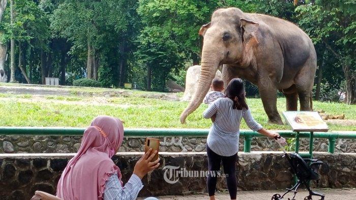 Kebun Binatang Ragunan berlokasi di Jalan Harsono RM. No. 1, Ragunan, Pasar Minggu, Jakarta Selatan, Jakarta.
