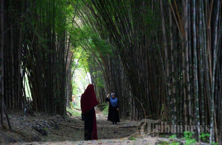 Warga memanfaatkan Hutan Bambu Keputih yang kembali menghijau untuk berkumpul dan pengambilan gambar, Kamis (8/2/2024). Kondisi pohon bambu saat ini cenderung menghijau akibat hujan yang seringkali mengguyur kawasan Kota Surabaya. Menurut petugas jaga, kondisi ini sangat berbeda dengan beberapa waktu sebelumnya yang didominasi warna kecoklatan akibat musim panas.