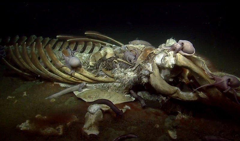 Whale Falls sering temukan di dasar laut