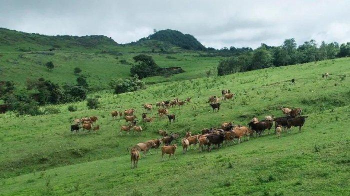 Wisata Fulan Fehan atau Sabana Fulan Fehan, tempat wisata di Belu, NTT bak negeri dongeng.