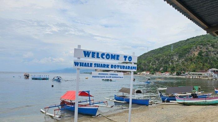 Wisata Hiu Paus Gorontalo menjadi favorit para pencinta snorkeling dan diving.