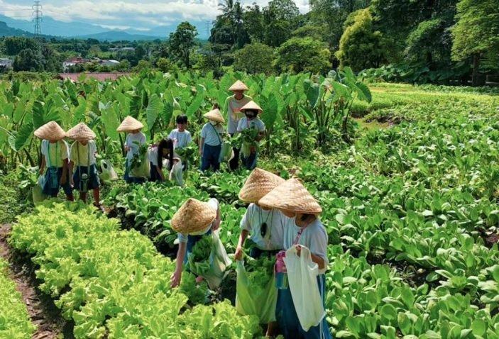 Wisata Kuntum Farmfield