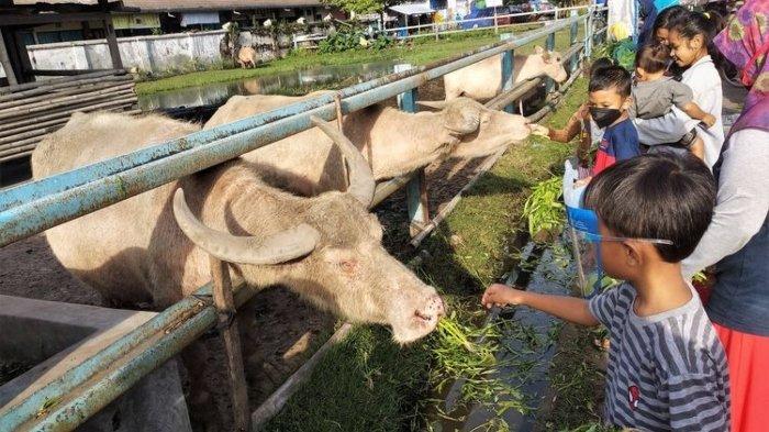 Wisatawan anak-anak nyobain sensasi memberi makan kebo bule milik Keraton Surakarta di Kota Solo, Jawa Tengah.