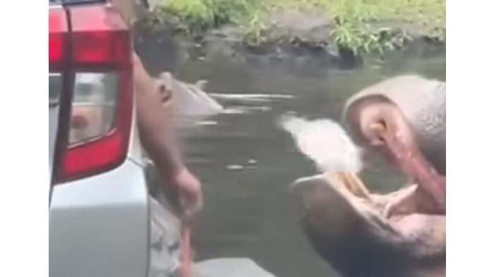 Pengunjung Taman Safari Indonesia (TSI) Bogor, Jawa Barat kedapatan melempar sampah plastik ke dalam mulut kuda nil.