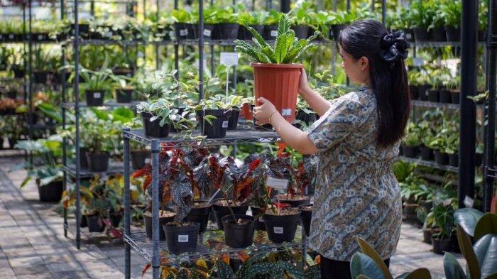 Wisatawan liburan di Kuntum Farmfield Bogor, Jawa Barat.