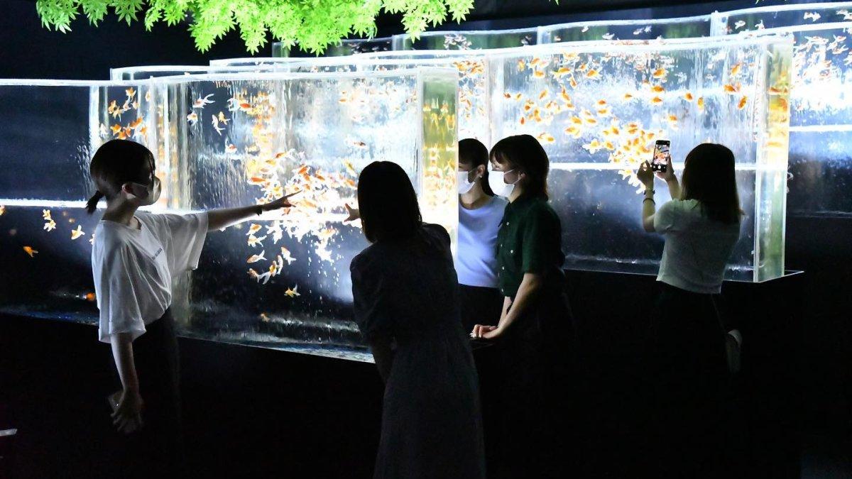 Wisatawan yang sedang menikmati pesona Art Aquarium Museum Ginza, satu tempat wisata terbaik di Ginza Tokyo Jepang yang menarik buat dijelajahi.
