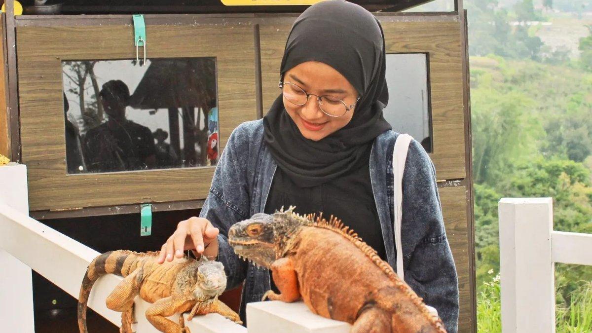 Wisatawan yang bermain dengan satwa di Cepogo Cheese Park Boyolali
