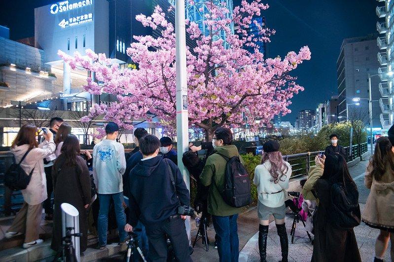 Wisatawan yang menyaksikan mekarnya bunga sakura Kawazu Zakura di Jepang