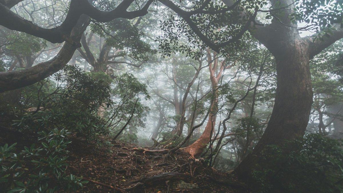 Yakushima, satu kota terbaik di Jepang.