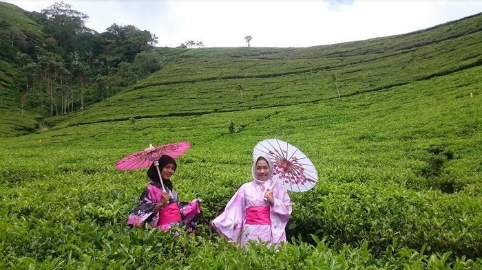 Agrowisata Kaligua di Brebes, Jawa Tengah.