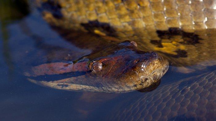 Spesies anaconda hijau utara (northern green anaconda) baru-baru ini ditemukan di hutan hujan Amazon.