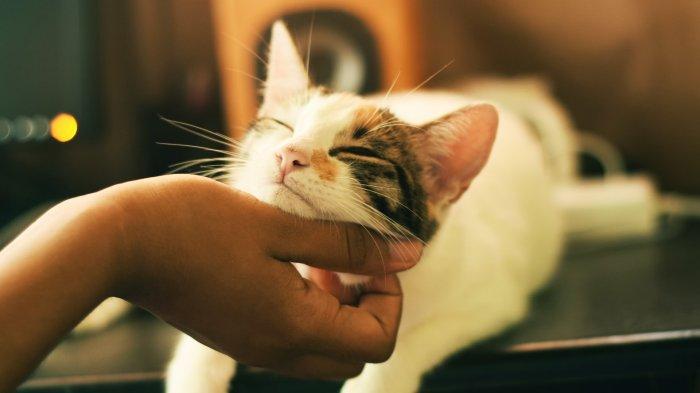 Ilustrasi mengelus kucing. Sebuah perusahaan di Kanada membuka lowongan pekerjaan kitten cuddle atau memeluk kucing dengan gaji ratusan juta.