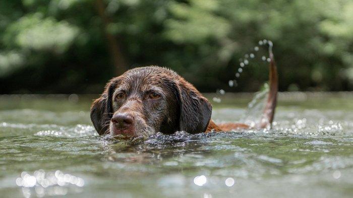 Anjing berenang di perairan