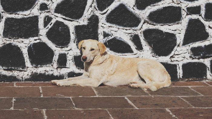 Ilustrasi anjing. Seekor anjing liar di Rusia memiliki bobot hampir 100 kg yang membuatnya kesakitan setiap malam dan nyaris tidak bisa berdiri karena nyeri sendi yang tak tertahankan.