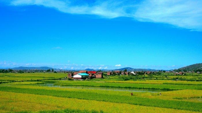 Ilustrasi sawah.