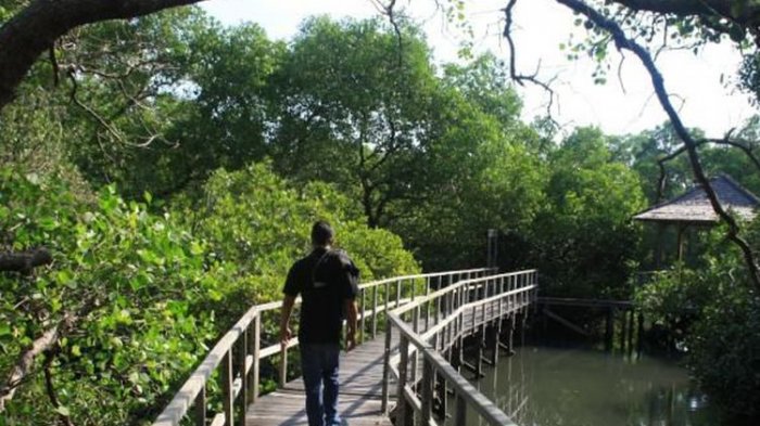Ilustrasi mangrove.