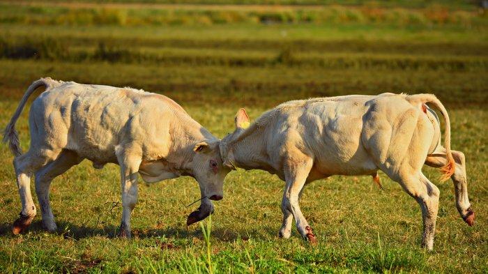 Banteng yang berkelahi