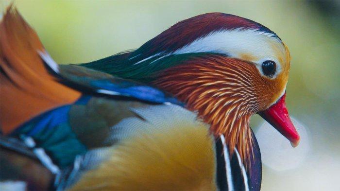 Bebek Mandarin di Bali Zoo. Bali Zoo berlokasi di Jalan Raya Singapadu, Desa Singapadu, Kecamatan Sukawati, Kabupaten Gianyar, Bali.