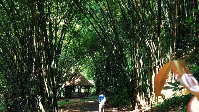 Boon Pring Andeman, tempat wisata instagramable di sekitar Malang buat liburan akhir pekan. Tempat ini mirip Hutan Bambu Arashiyama di Kyoto, Jepang.