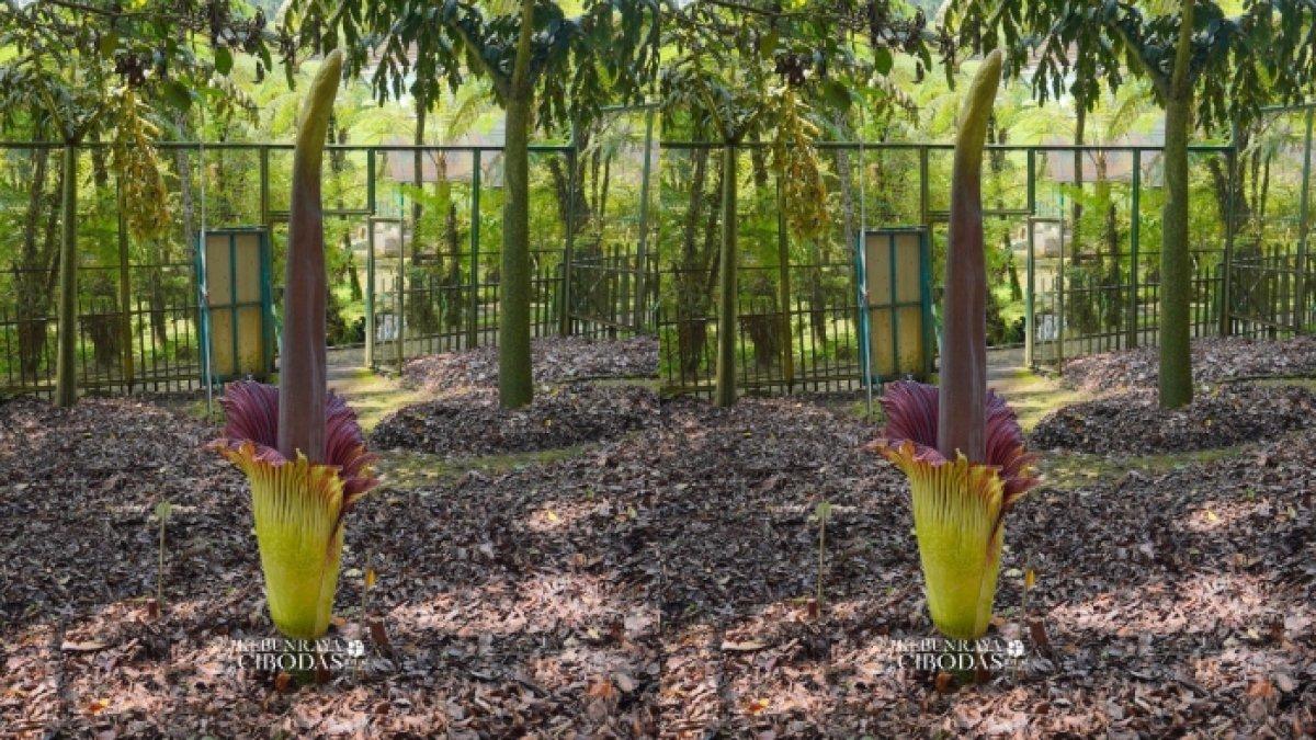 Bunga bangkai Amorphophallus Titanum Kebun Raya Cibodas mekar sempurna pada Kamis (27/4/2023) kemarin.