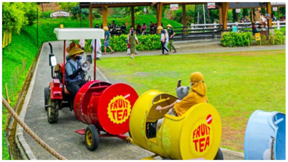 Berkunjung ke Dairyland Farm Theme Park Puncak, Simak 4 Aktivitas