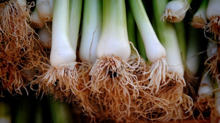Daun bawang.