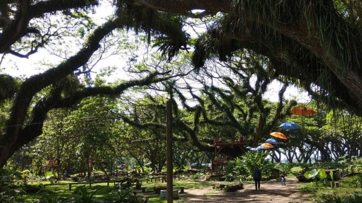 Wisatawan berada di Hutan De Djawatan yang terletak di Desa Benculuk, Kecamatan Cluring, Kabupaten Banyuwangi, Jawa Timur atau sekitar 45 kilometer dari pusat kota Banyuwangi.