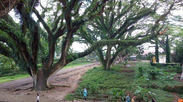 De Djawatan Benculuk, satu tempat wisata hits di Banyuwangi untuk liburan akhir tahun.