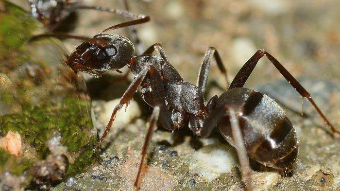 Ilustrasi semut. Koloni semut Polyrhachis femorata memiliki cara unik untuk menghindari pemangsa yakni dengan semuanya berpura-pura mati.