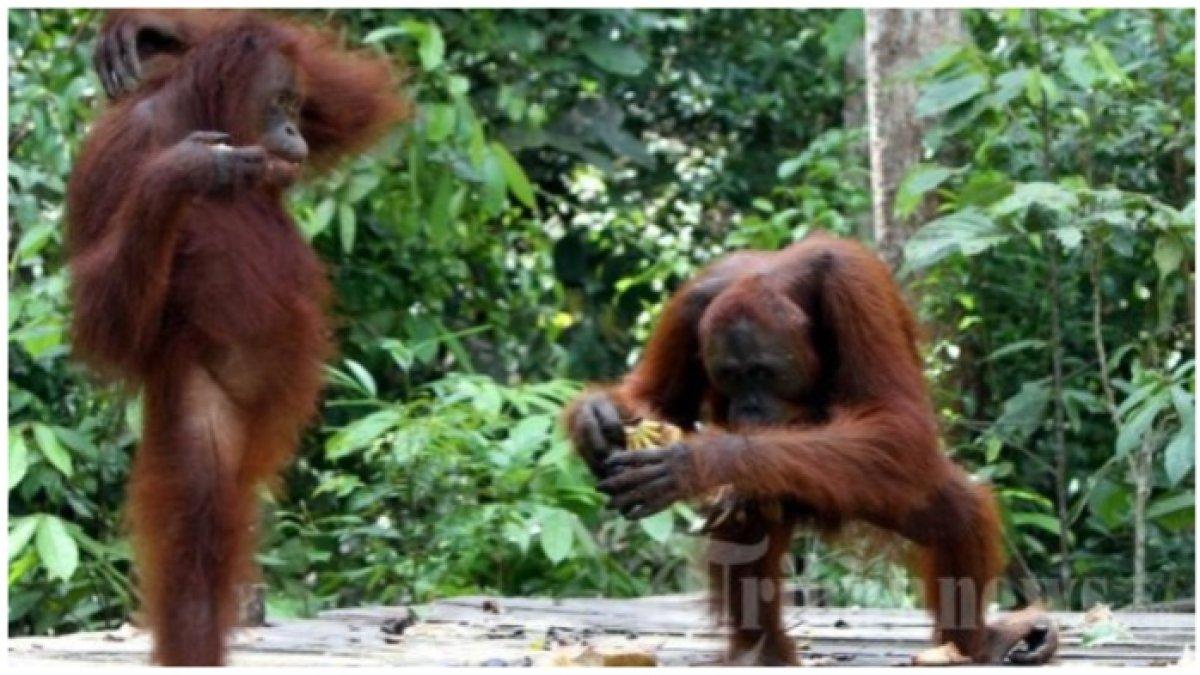 Ilustrasi orangutan.