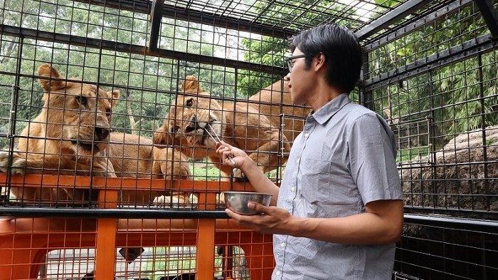 Feline Feeding Adventure, pengalaman seru memberi makan singa di Taman Safari Bogor.