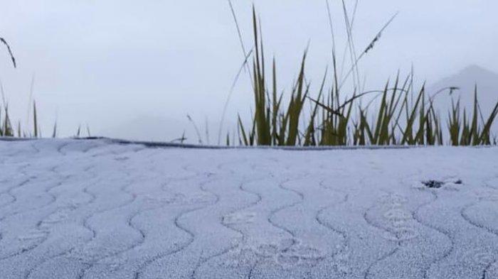 Fenomena frost atau embun yang membeku di kawasan Balai Besar Taman Nasional Bromo Tengger Semeru (TNBTS).