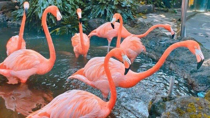 Flamingo di Jatim Park 2, satu tempat wisata terbaik di Jawa Timur yang bisa kamu kunjungi bersama keluarga saat libur sekolah.